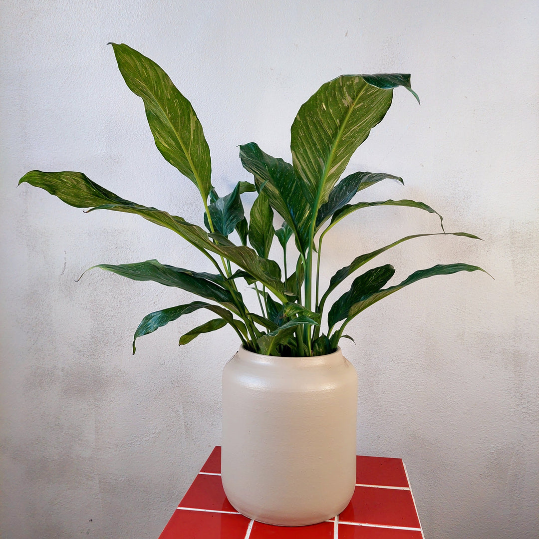 Terracotta cream tall pot