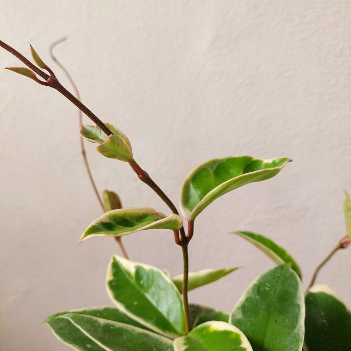 Hoya carnosa ‘Krimson Queen’ - (Crimson Queen Wax Plant)