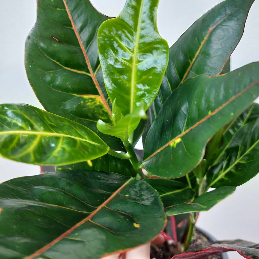 Codiaeum ‘Excellent’ – Croton