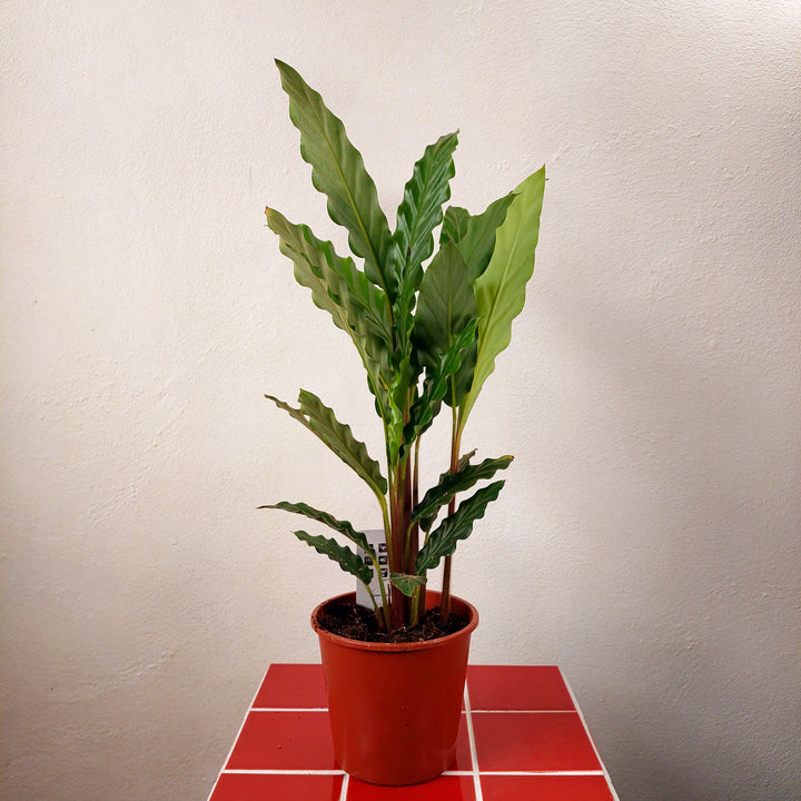 Calathea rufibarba - Furry Feather Calathea