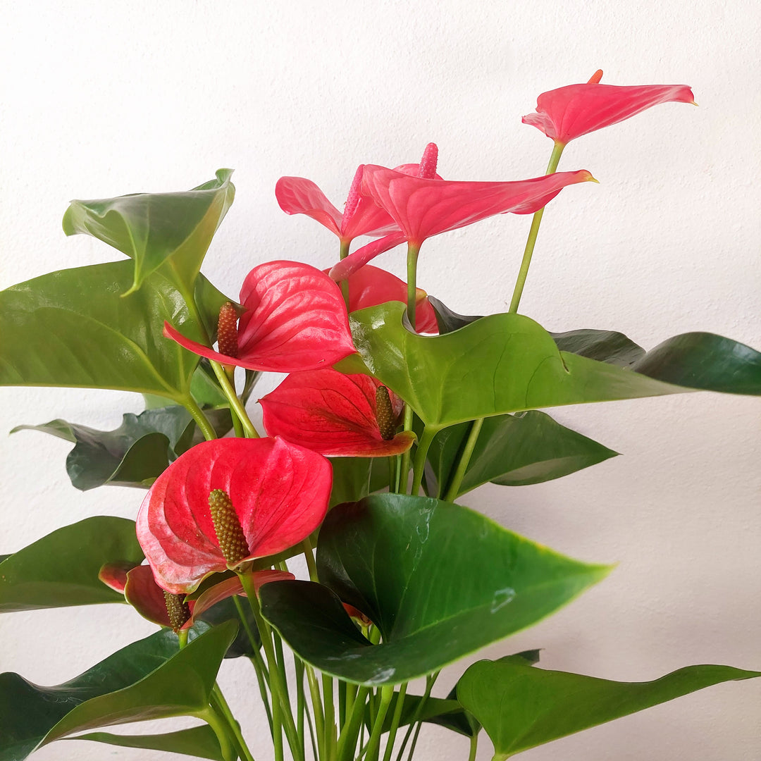 Anthurium 'Melito' – Pink Flamingo Flower