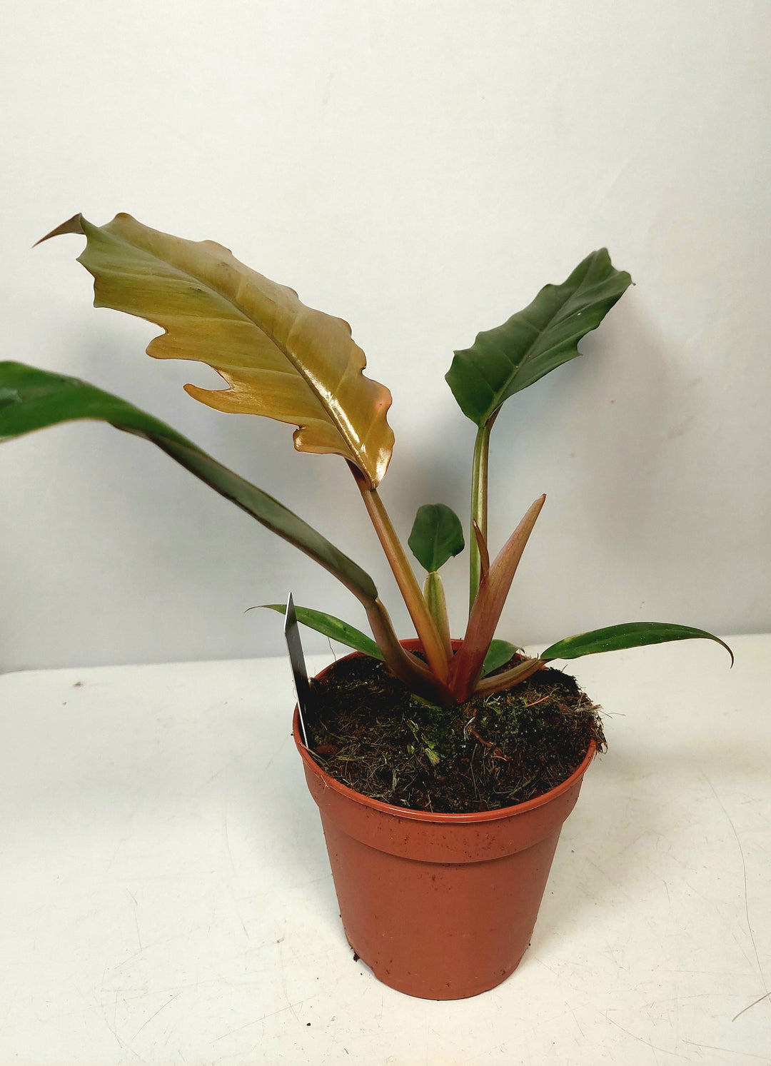 Philodendron ‘Chocolate Empress’