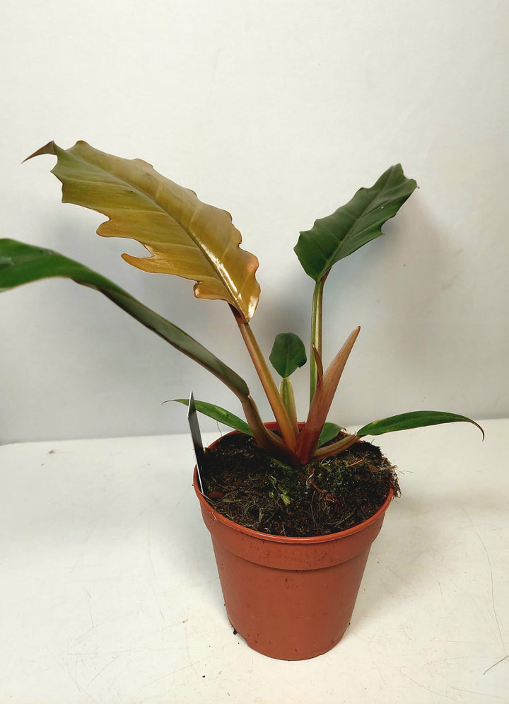 Philodendron ‘Chocolate Empress’
