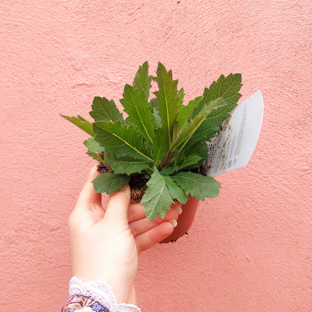 Verbena ‘Santos’ – Trailing Verbena (UK Grown)