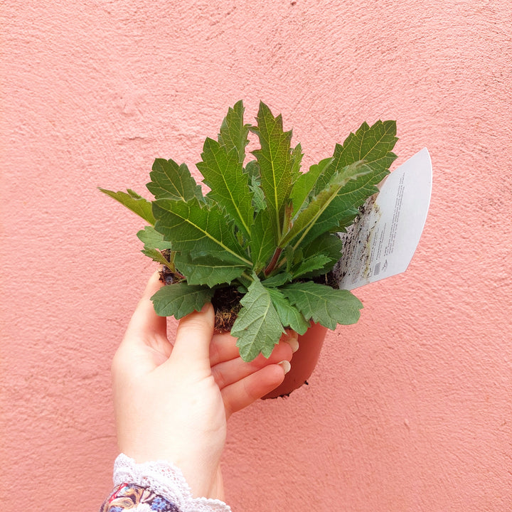 Verbena ‘Santos’ – Trailing Verbena (UK Grown)