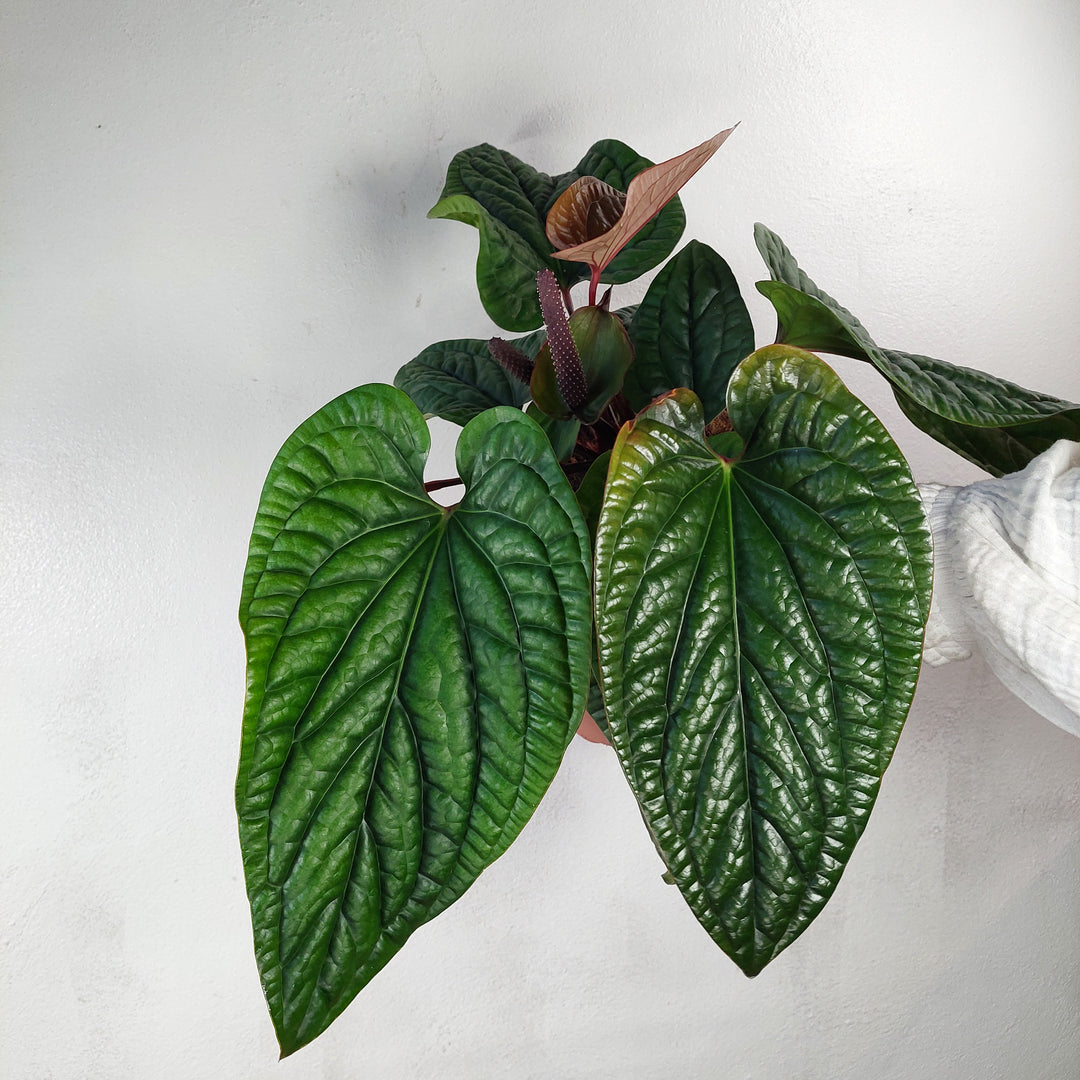 anthurium hybride rouge Anthurium radicans × luxurians – Quilted Hybrid Anthurium