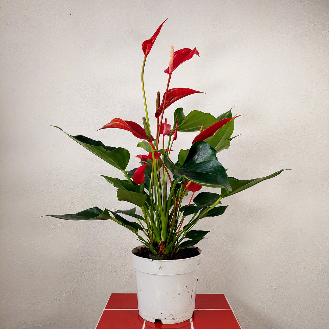 red anthurium flamingo flower Anthurium 'Banderola Roja' – Red Flamingo Flower | Tropical Indoor Plant