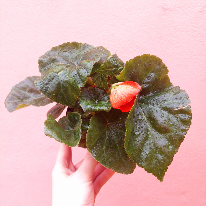 Begonia tuberhybrida – Tuberous Begonia (Outdoor Summer Flowering Plant)