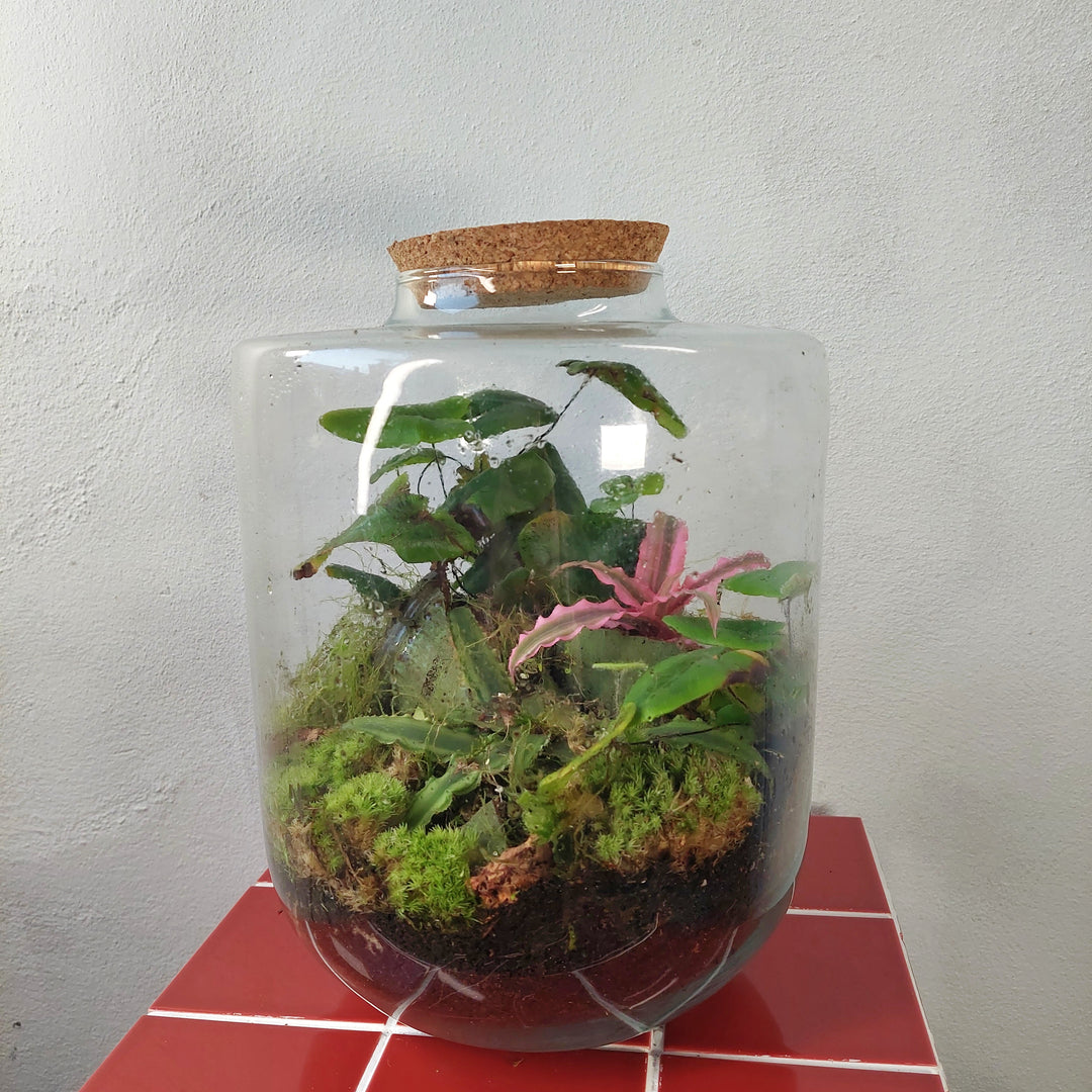 Plant.Studio 'Earth Star' Terrarium