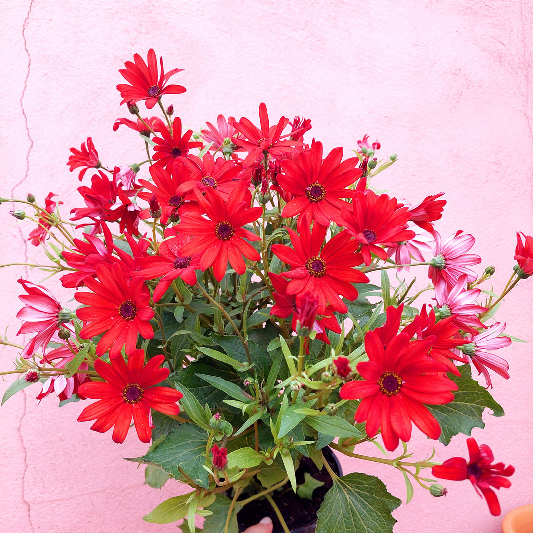 Cineraria Senetti Uk Grown