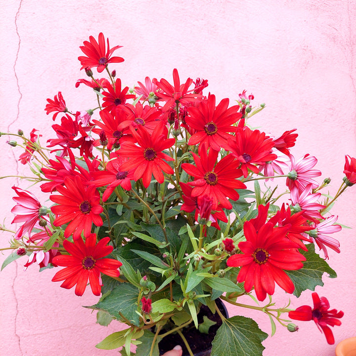 Cineraria Senetti Uk Grown