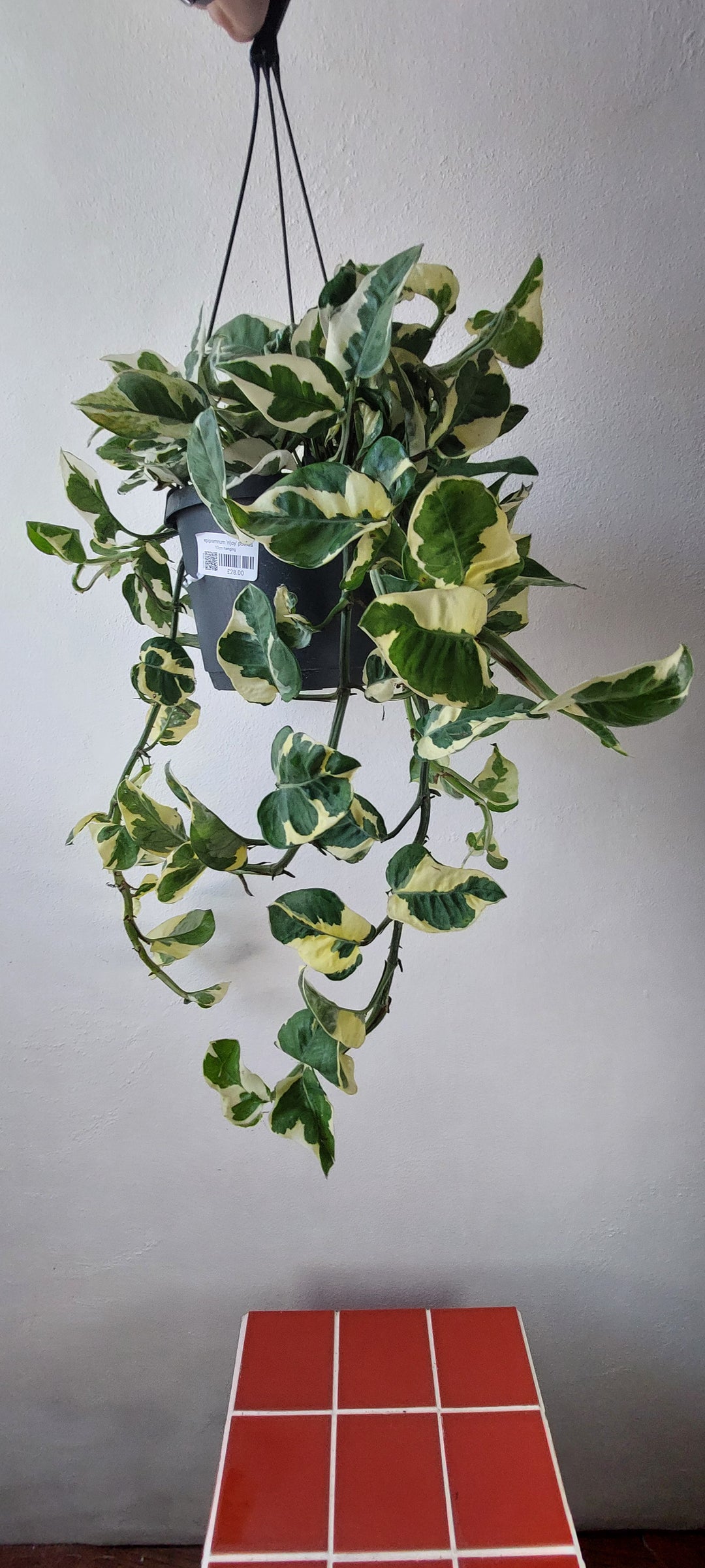 Epipremnum 'n'joy' pothos