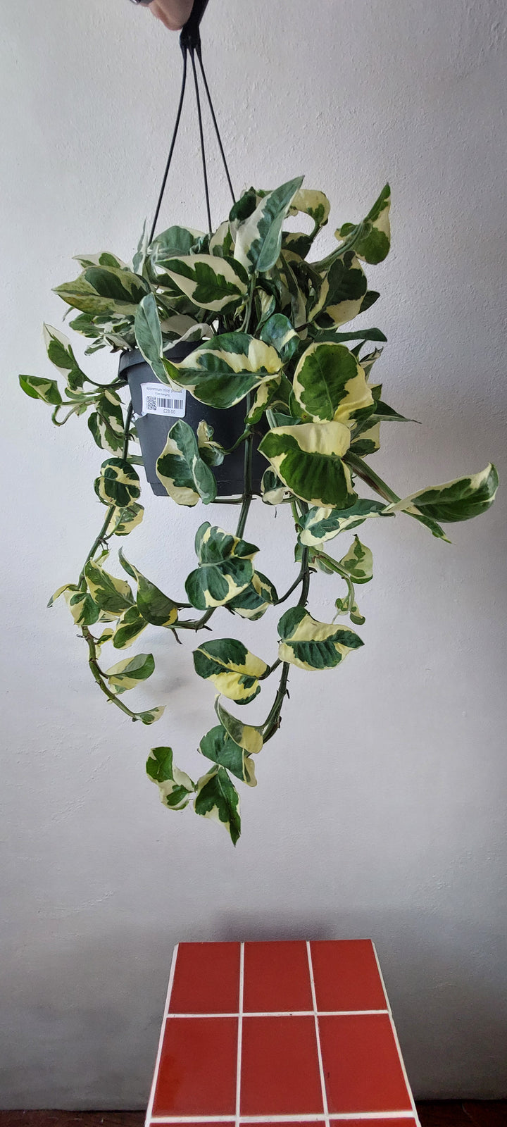 Epipremnum 'n'joy' pothos