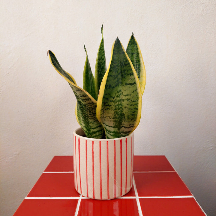 Mai Red Stripe Ceramic Pot | D11.5 × H10.5 cm