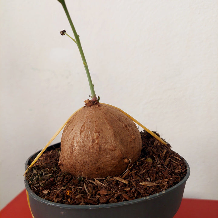 Stephania Erecta