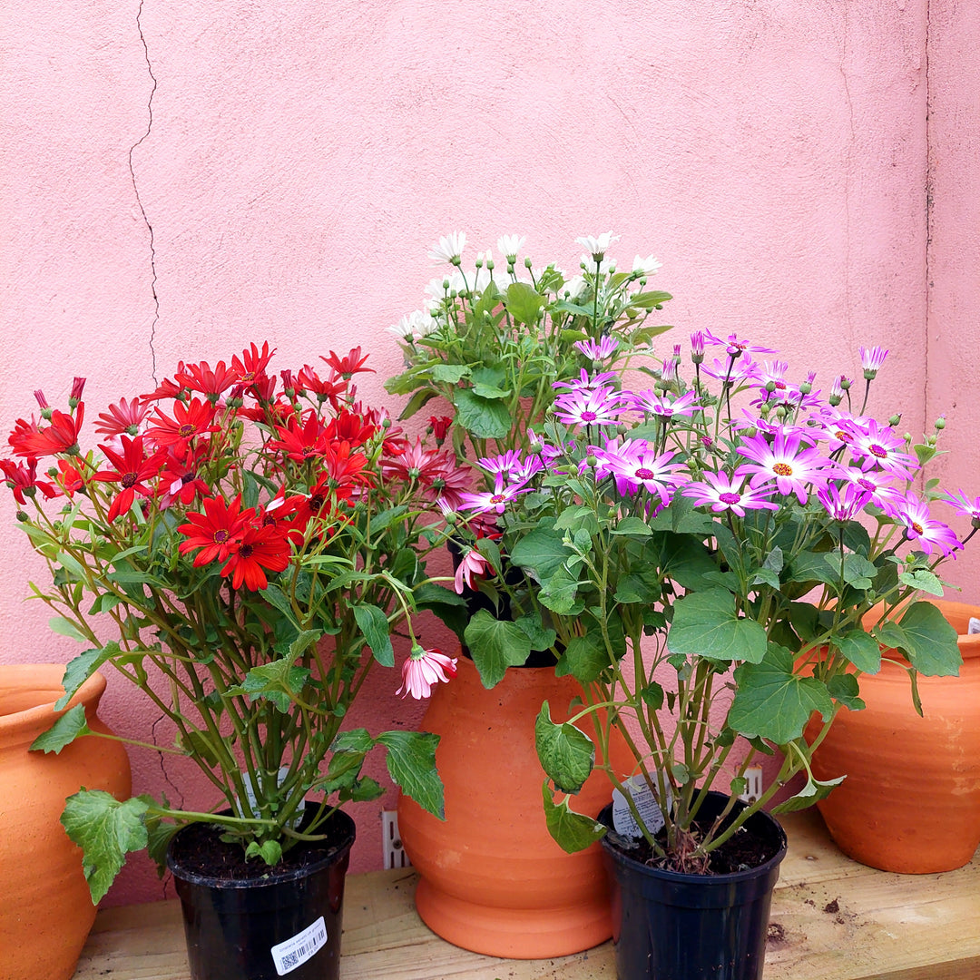 Cineraria Senetti Uk Grown