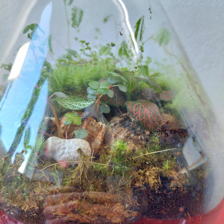 Plant.Studio 'Jeremy' Terrarium