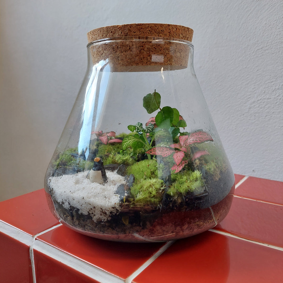 Plant.Studio 'Macbeth' Terrarium