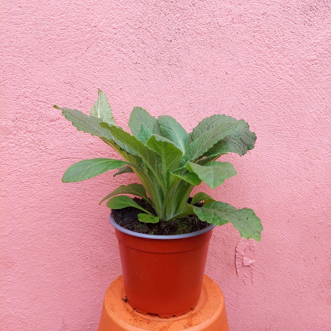 Digitalis purpurea – Foxglove Lucky Dip (UK Grown)