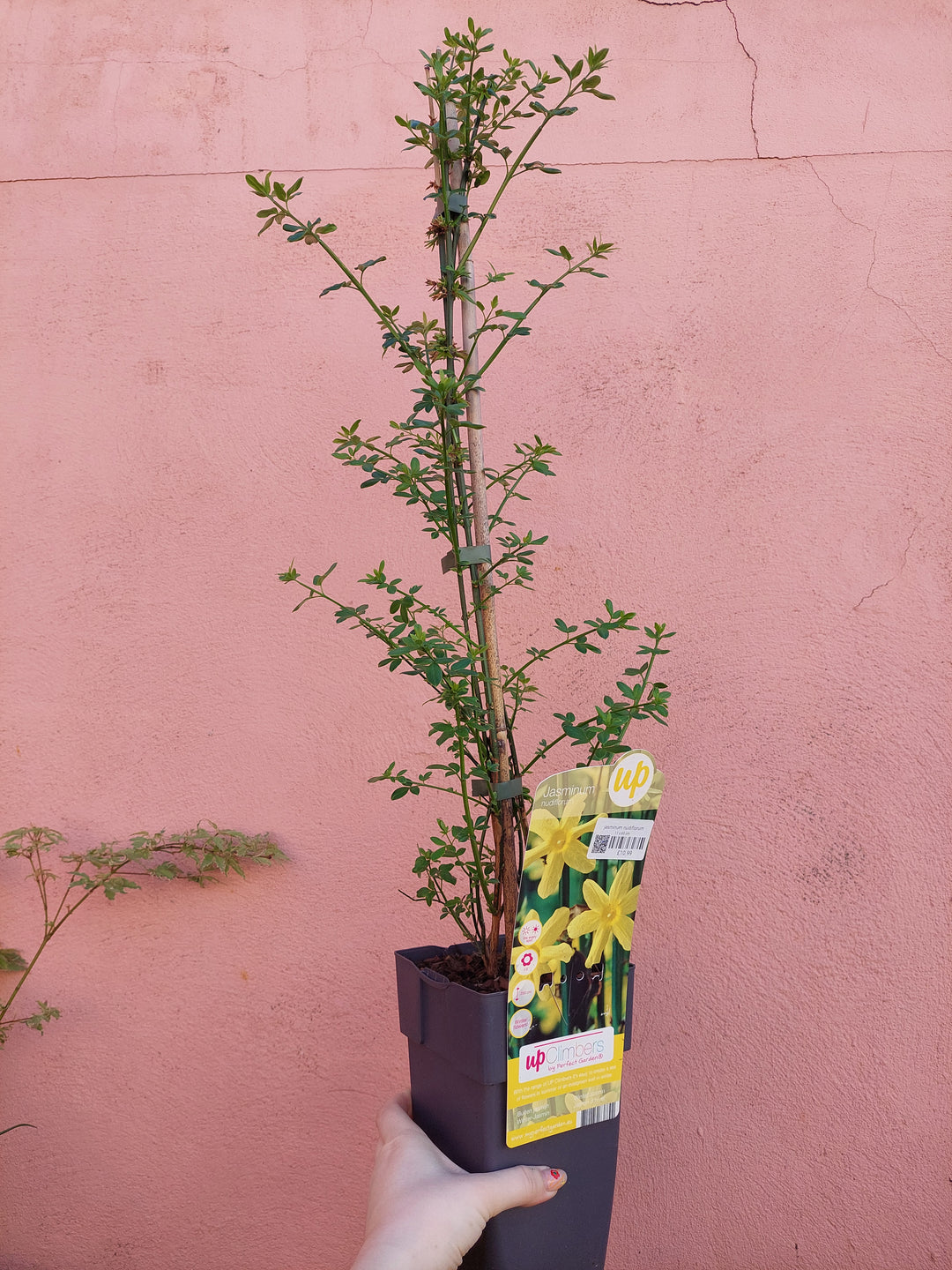 Jasminum Nudiflorum