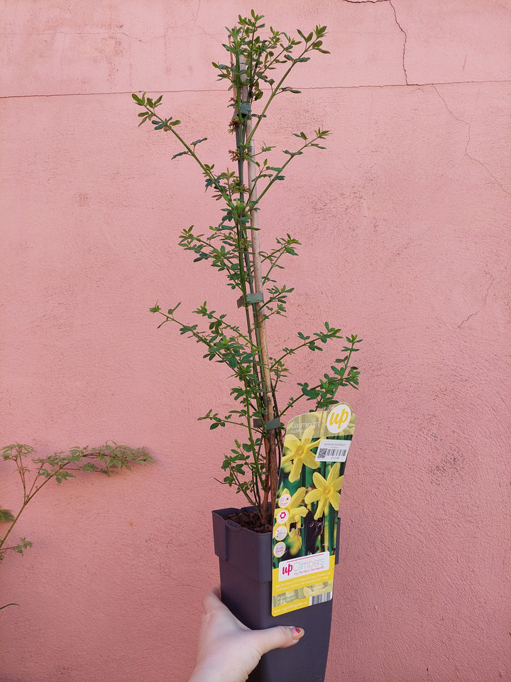 Jasminum Nudiflorum