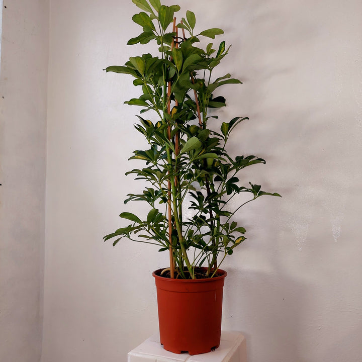 Schefflera 'Gold Capella' - umbrella tree