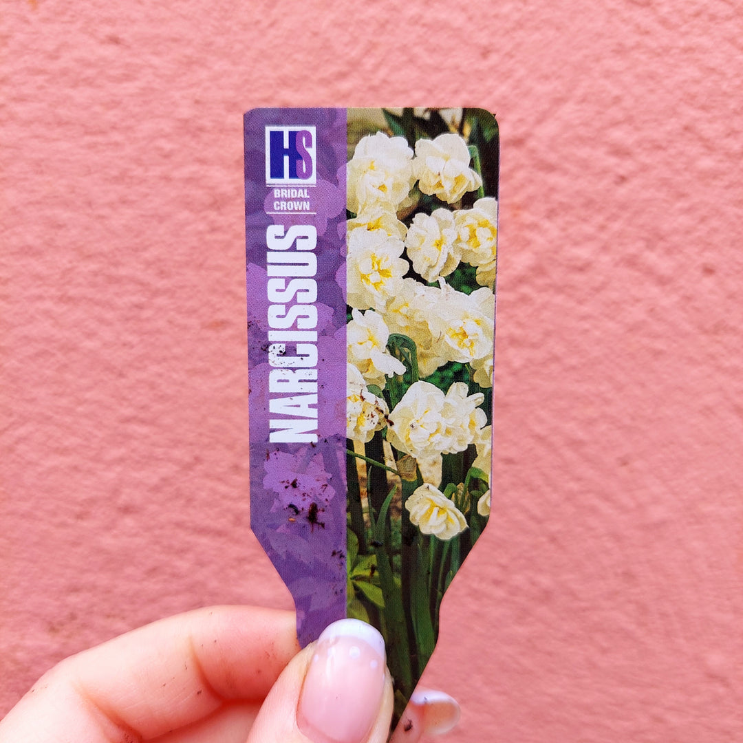 Narcissus ‘Bridal Crown’ -  Double Daffodil - Bridal Crown Daffodil