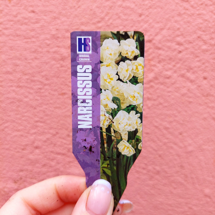 Narcissus ‘Bridal Crown’ -  Double Daffodil - Bridal Crown Daffodil