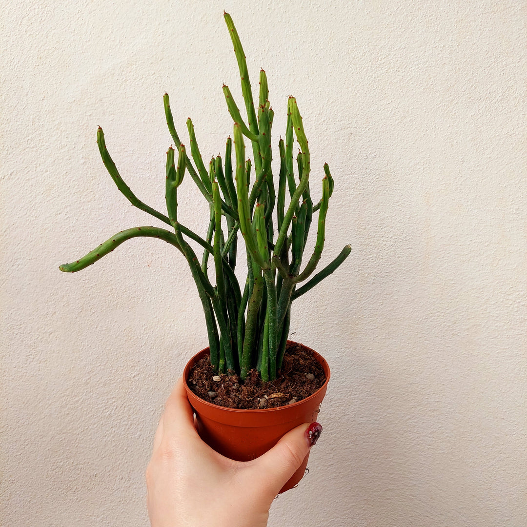 Euphorbia leucodendron – Cat Tail Euphorbia