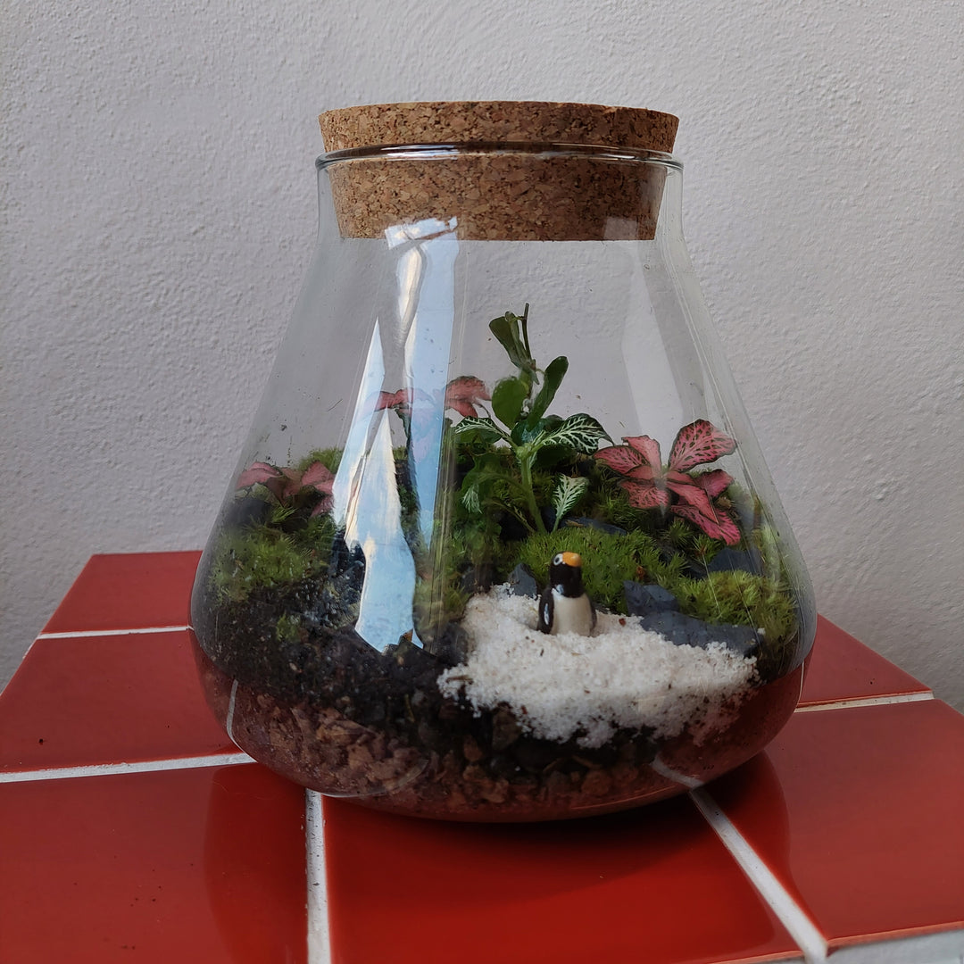 Plant.Studio 'Macbeth' Terrarium