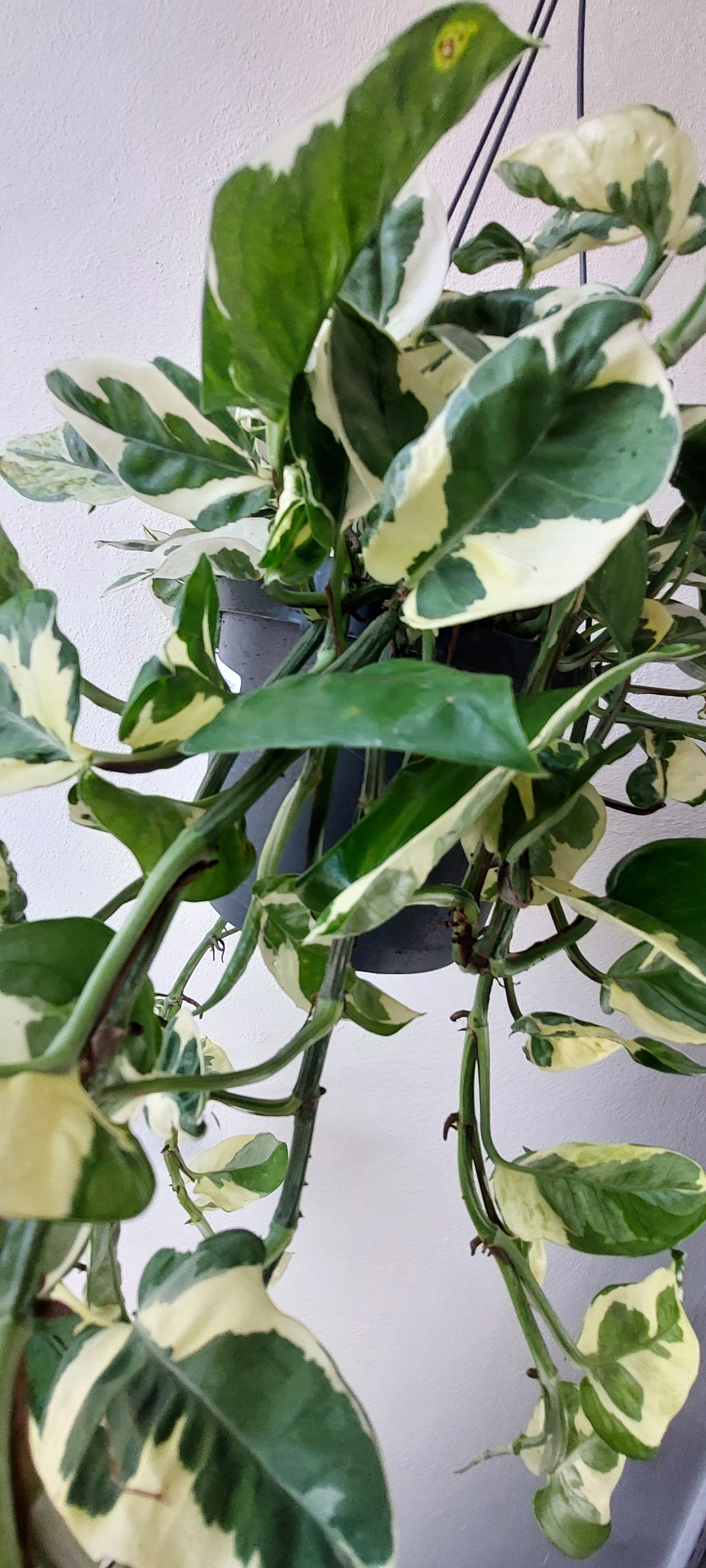 Epipremnum 'n'joy' pothos