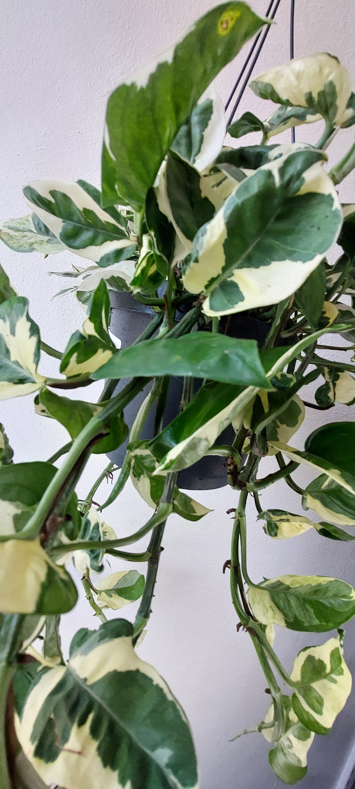 Epipremnum 'n'joy' pothos