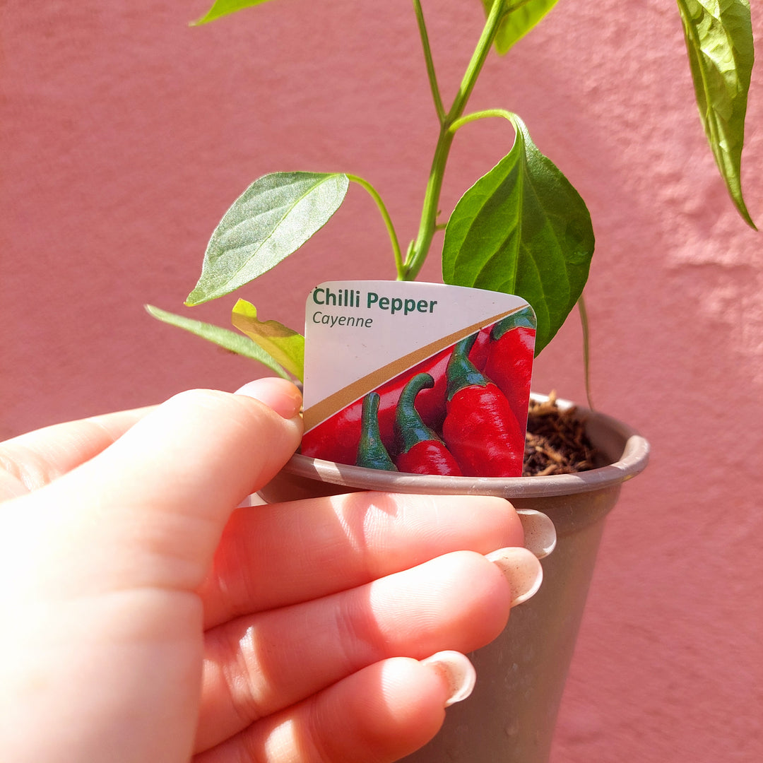 Cayenne Chilli Pepper (Capsicum annuum ‘Cayenne’) – Outdoor Edible Plant