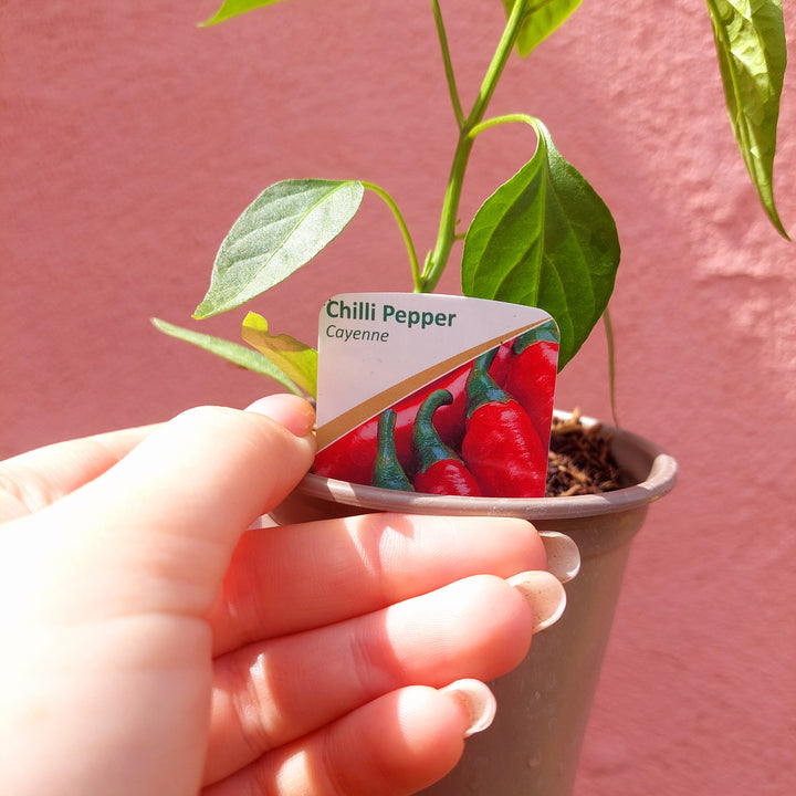 Cayenne Chilli Pepper (Capsicum annuum ‘Cayenne’) – Outdoor Edible Plant