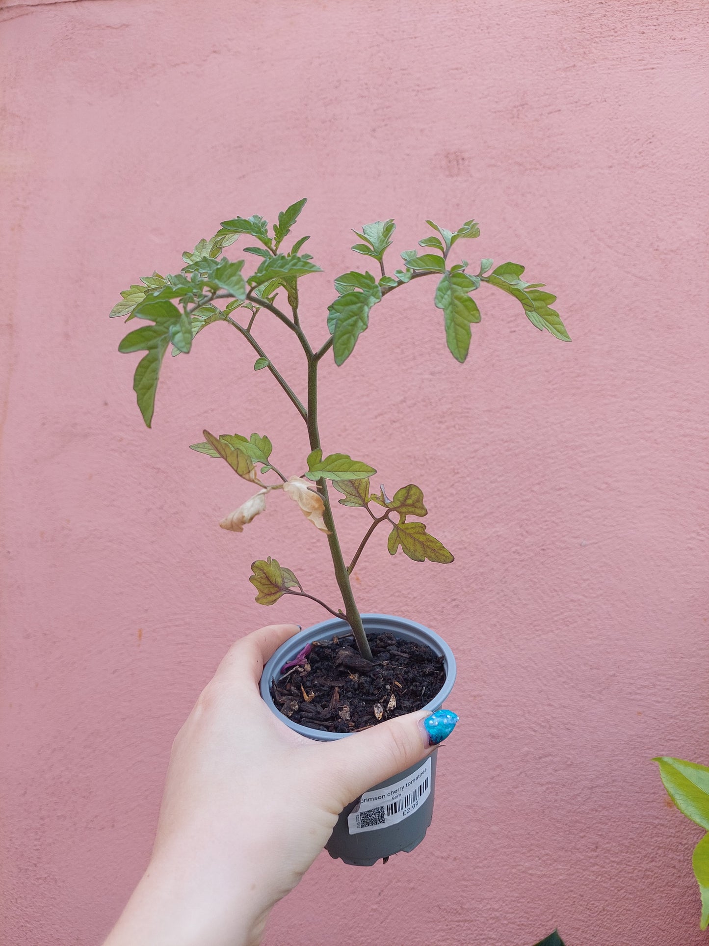 Crimson Cherry Tomatoes