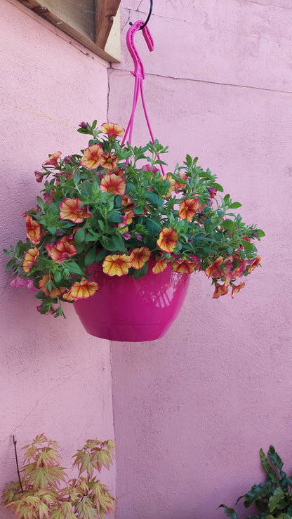 Calibrachoa MiniFamous - mini petunia - million bells