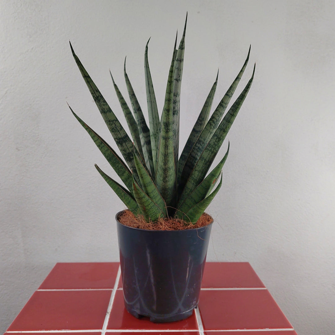 Sansevieria Luxury Mix Lucky Dip