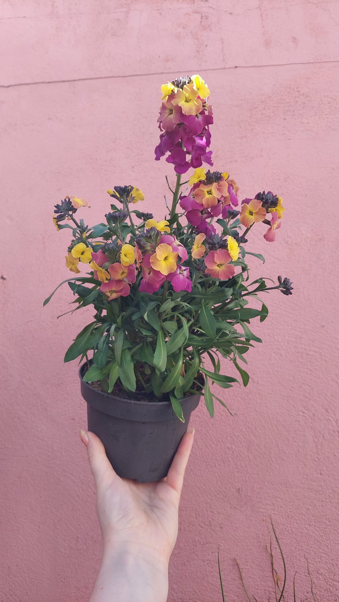 Erysimum 'Leya Orange Purple Glow'