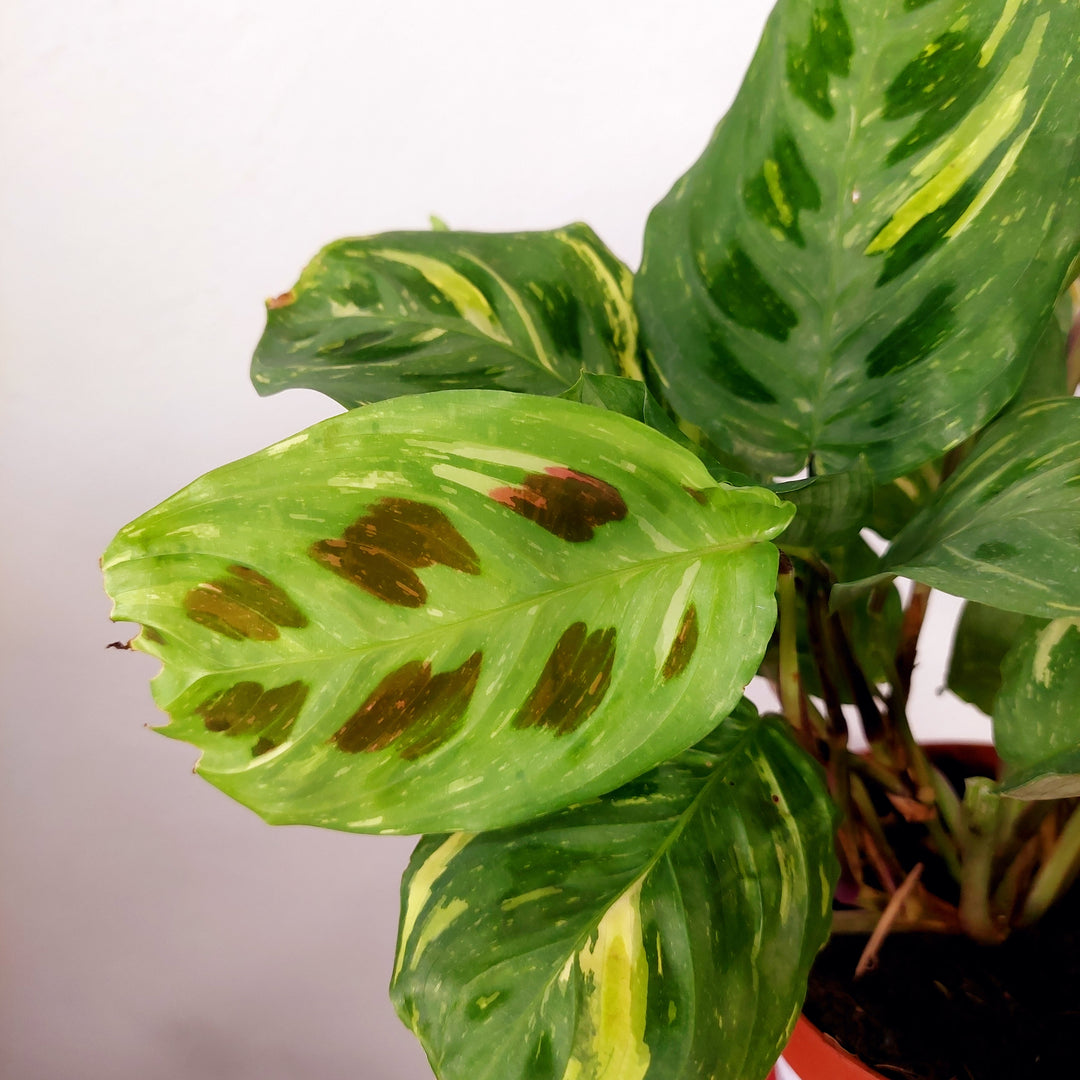 Maranta Fiesta - Variegated Maranta