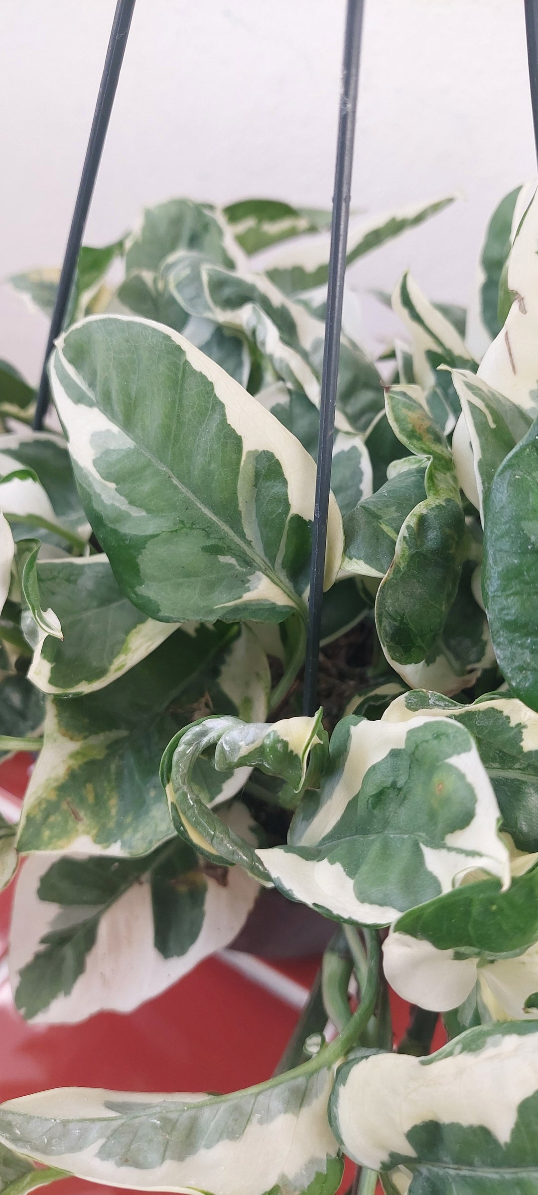 Epipremnum 'n'joy' pothos