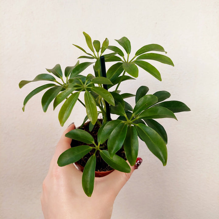 Schefflera mini mix- umbrella tree