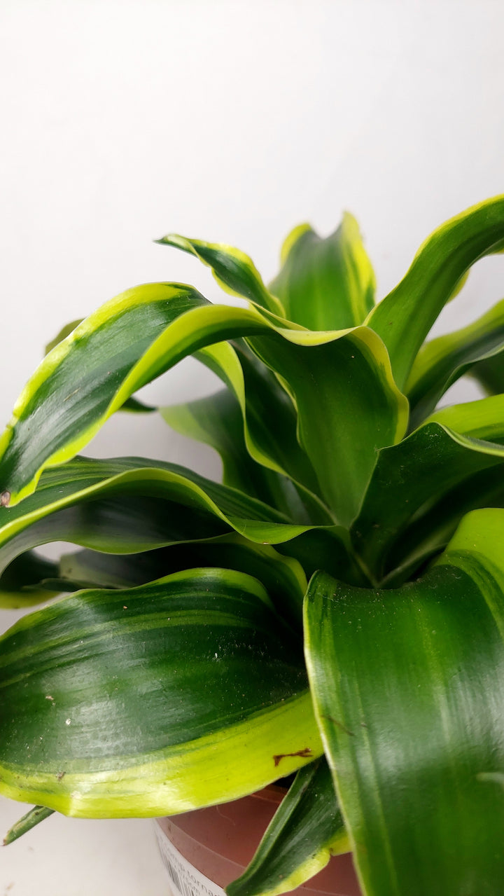 Dracaena Comp Tornado