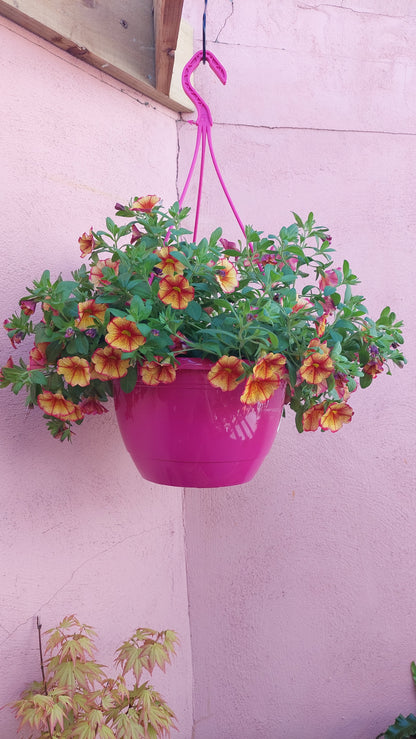 Calibrachoa MiniFamous - mini petunia - million bells