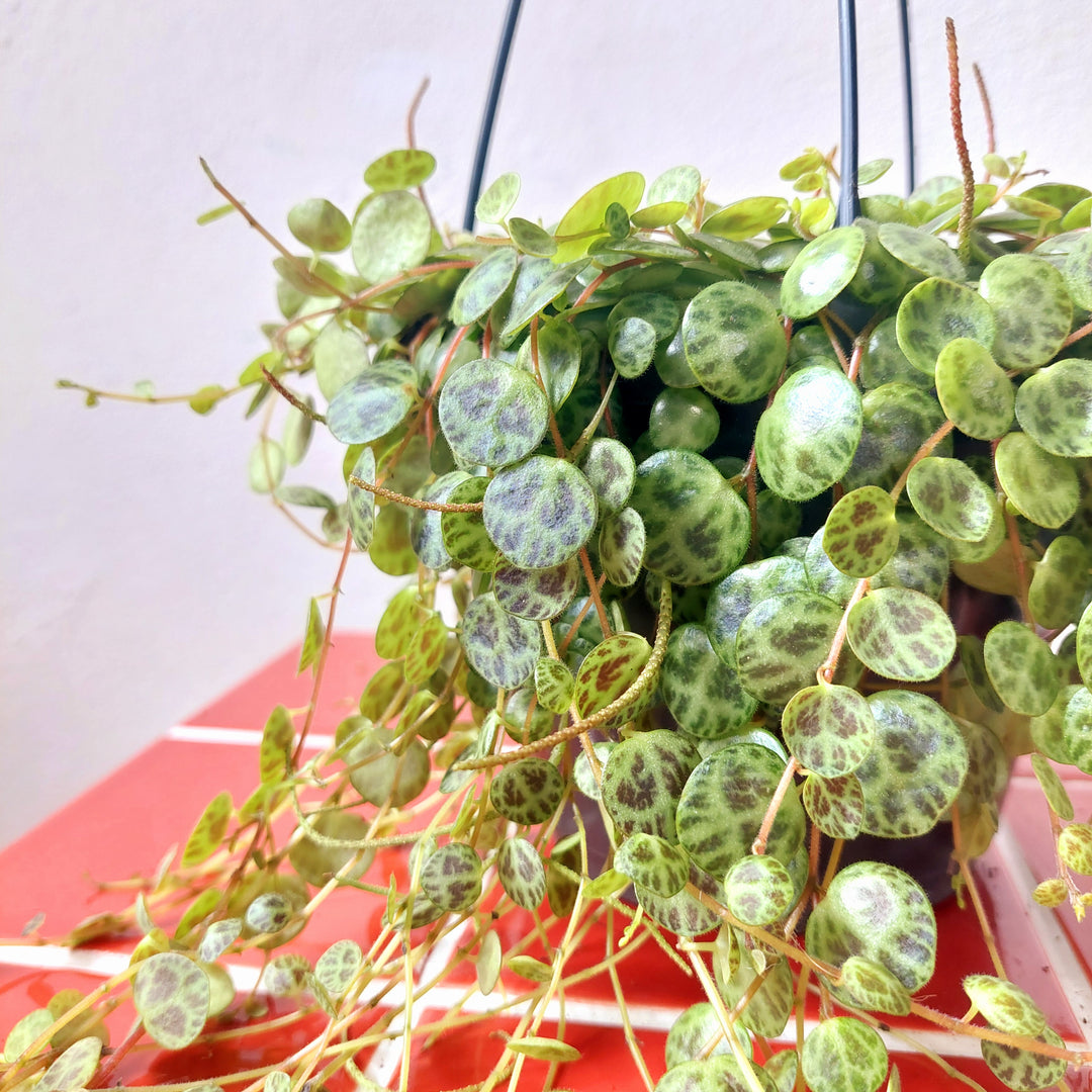Peperomia Prostrata - String of turtles
