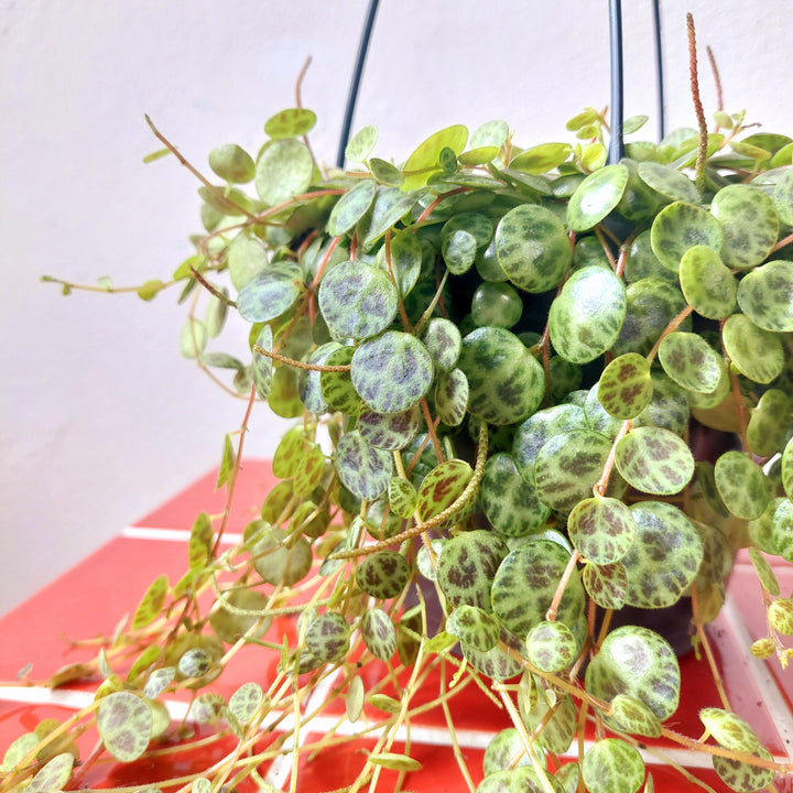 Peperomia Prostrata - String of turtles