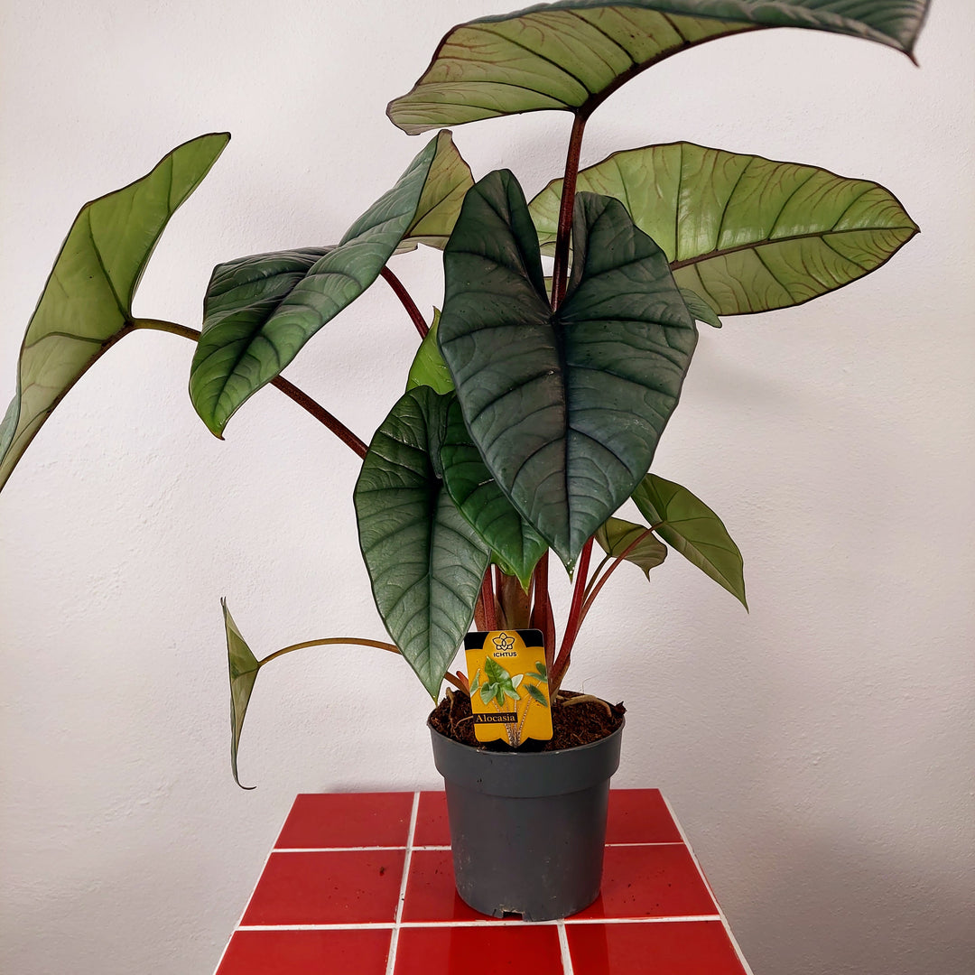 Alocasia Platinum