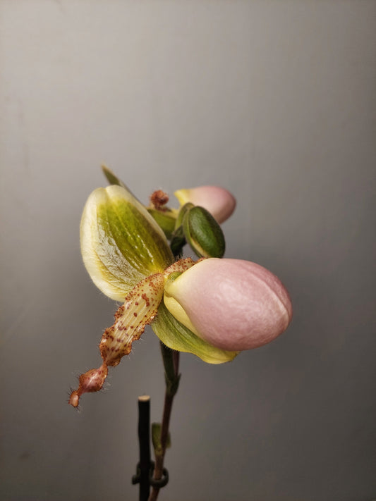 Paphiopedilum ‘Pinocchio’ - Lady’s Slipper Orchid-Venus Slipper