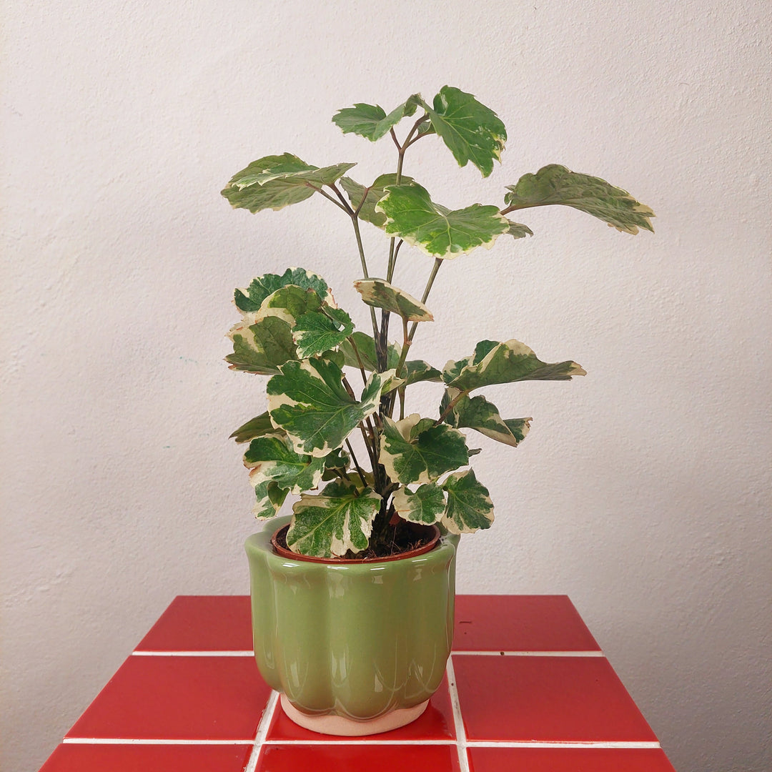 Scalloped Ceramic Plant Pot (Green or Burgundy)
