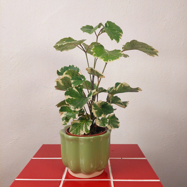 Scalloped Ceramic Plant Pot (Green or Burgundy)