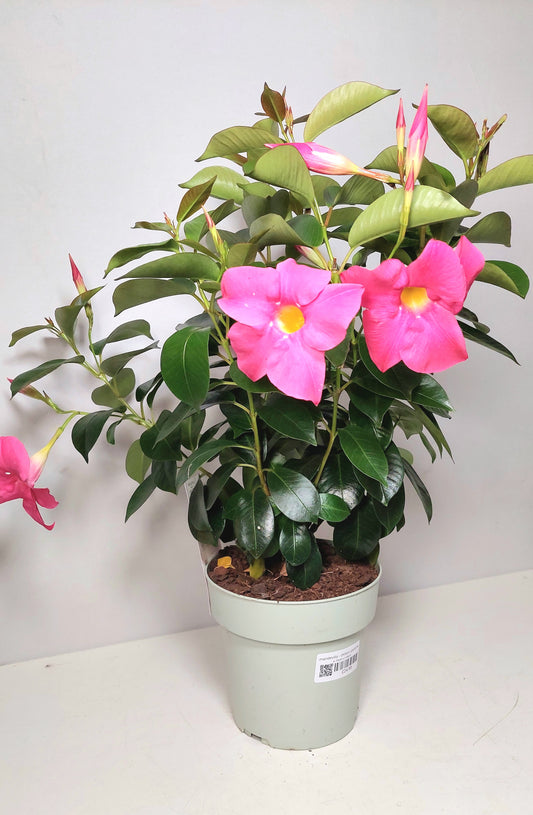 Mandevilla - Chilean Jasmine -